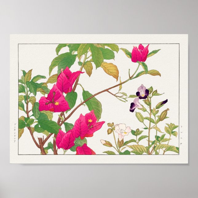 Póster Bougainvillea, flor de hueso, por Tanigami Konan (Frente)
