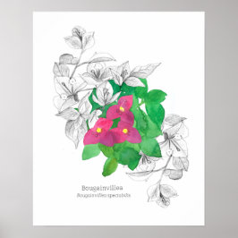 Póster Bougainvillea Flores tropicales