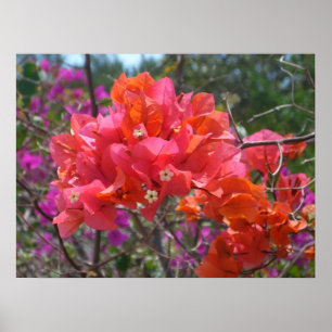 Póster Bougainvillea rosa tropical