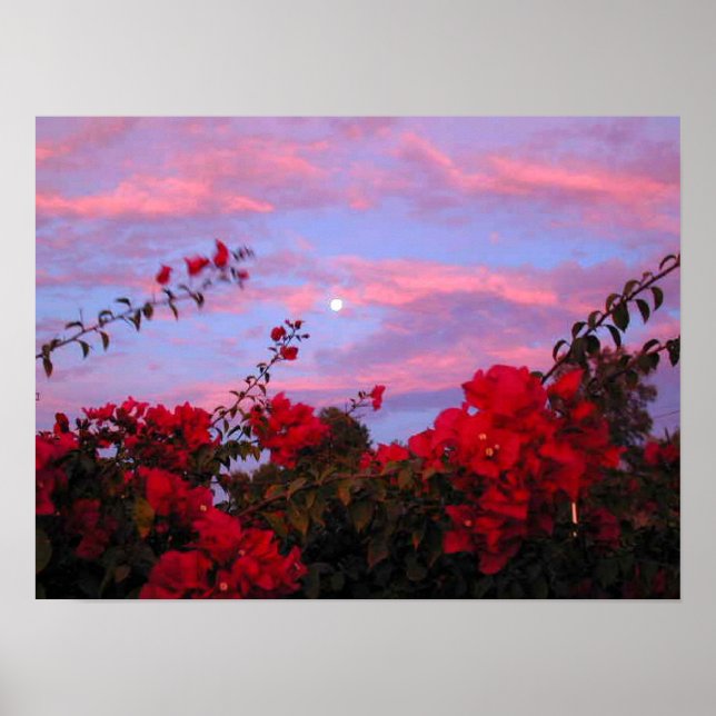 Póster Bougainvilleas y Luna llena al atardecer (Frente)