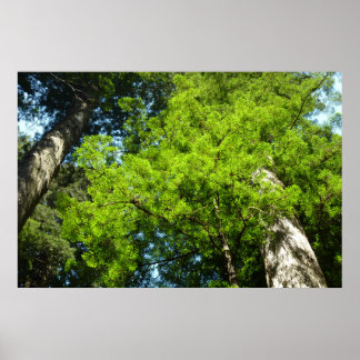 Póster Boughes de secuoya en el Parque Nacional Redwood