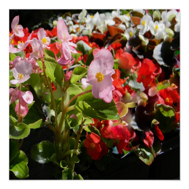 Póster Bouquet de Begonias... (Anverso)