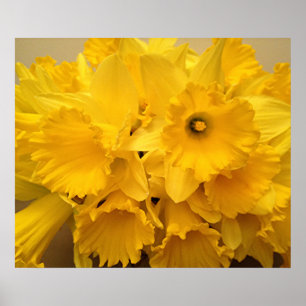 Póster Bouquet de Daffodils