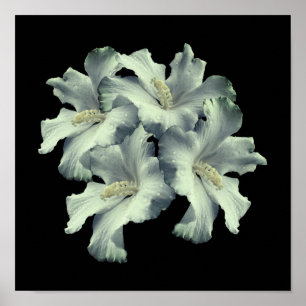 Póster Bouquet de flores blancas hibiscus