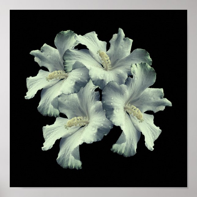 Póster Bouquet de flores blancas hibiscus (Frente)