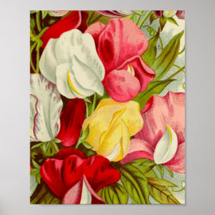 Póster Bouquet de flores de guisantes dulces