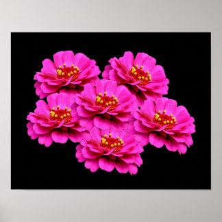 Póster Bouquet de flores rosadas de Zinnia