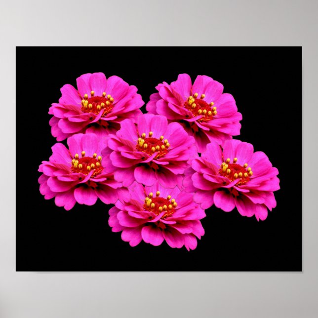Póster Bouquet de flores rosadas de Zinnia (Frente)