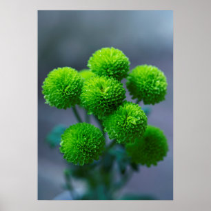 Póster Bouquet de flores verdes de crisantín