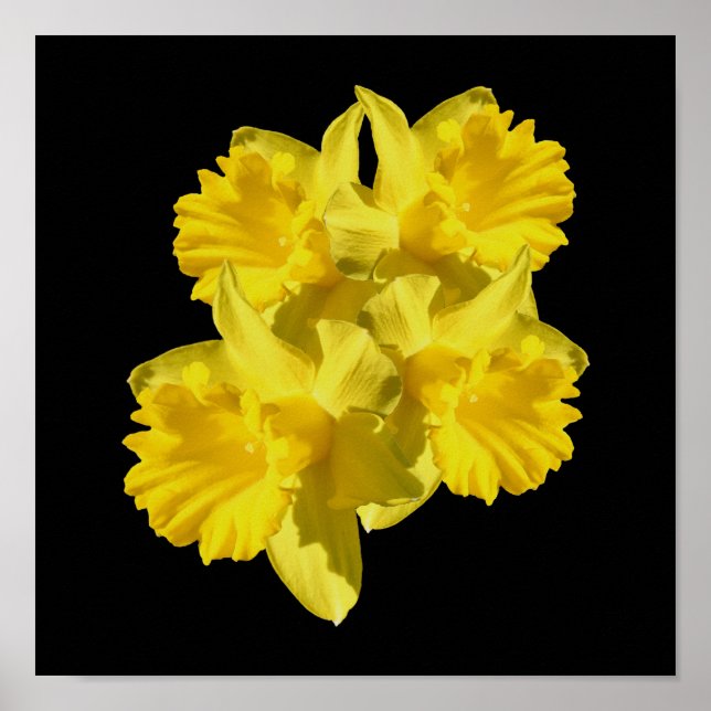 Póster Bouquet de las flores de fodil amarillas (Frente)