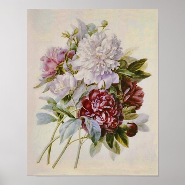 Póster Bouquet de Peonies por Pierre Redoute (Frente)
