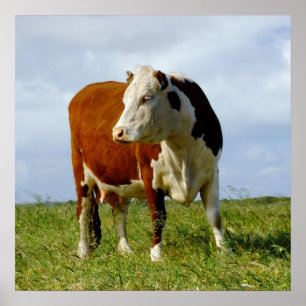 Póster Bovine Beauty.