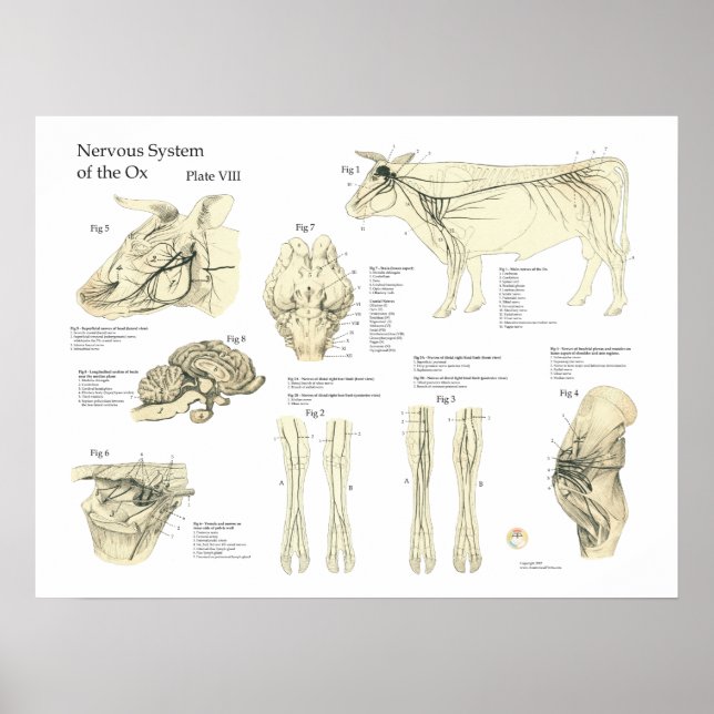 Póster Bovine Cow Poster de Anatomía del Sistema Nervioso (Frente)
