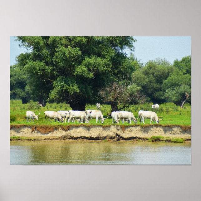 Póster Bovino blanco y río Danubio (Frente)