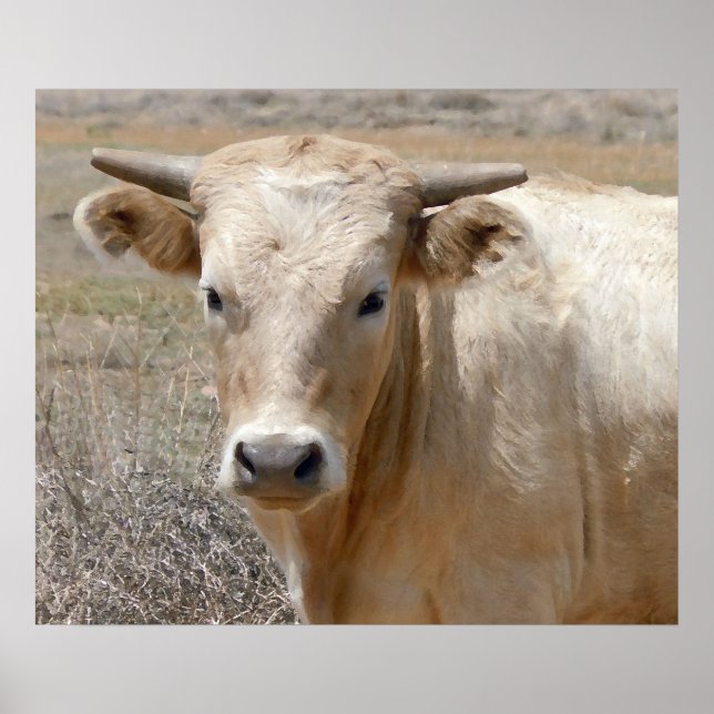 Póster Bovino Charolais Blanco Big Oyes - Ojos grandes (Frente)