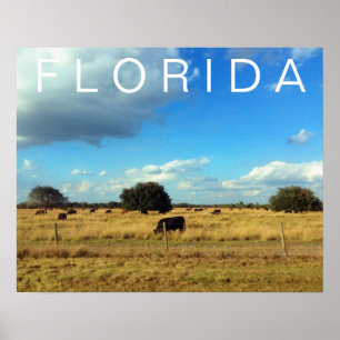 Póster Bovino de Florida
