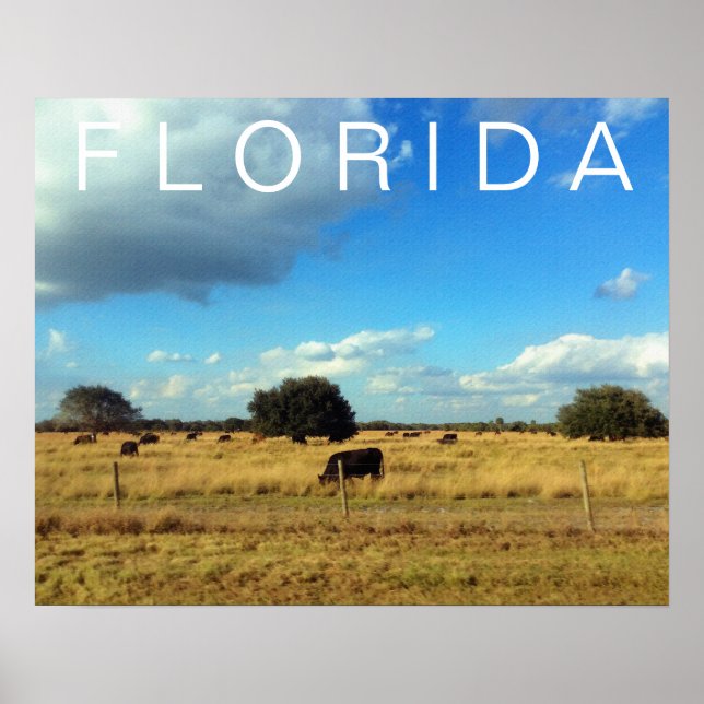 Póster Bovino de Florida (Frente)