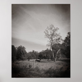 Póster Bovino de la granja