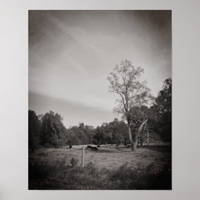 Póster Bovino de la granja (Frente)