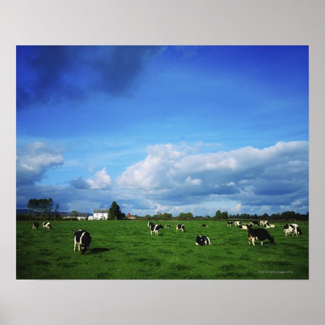 Póster Bovino Holstein-Friesian cerca de Thurles, Co (Frente)