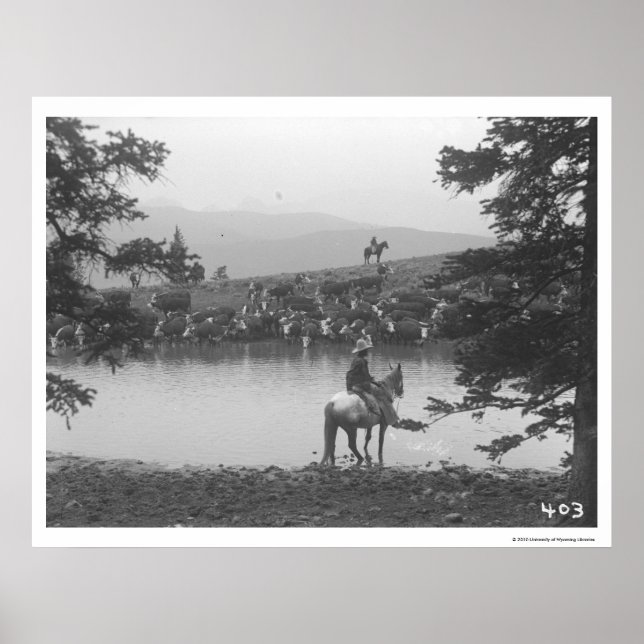 Póster Bovino junto a un estanque con dos vaqueros. (Frente)