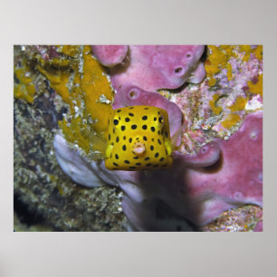 Póster Box Boxfish Retrato