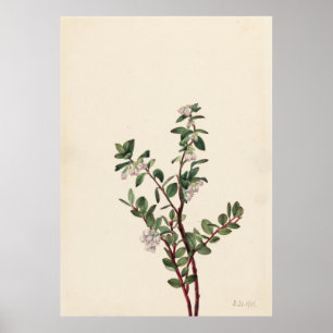 Póster Box Huckleberry (Gaylussacia brachycera)