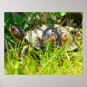 Póster Box Turtle Print