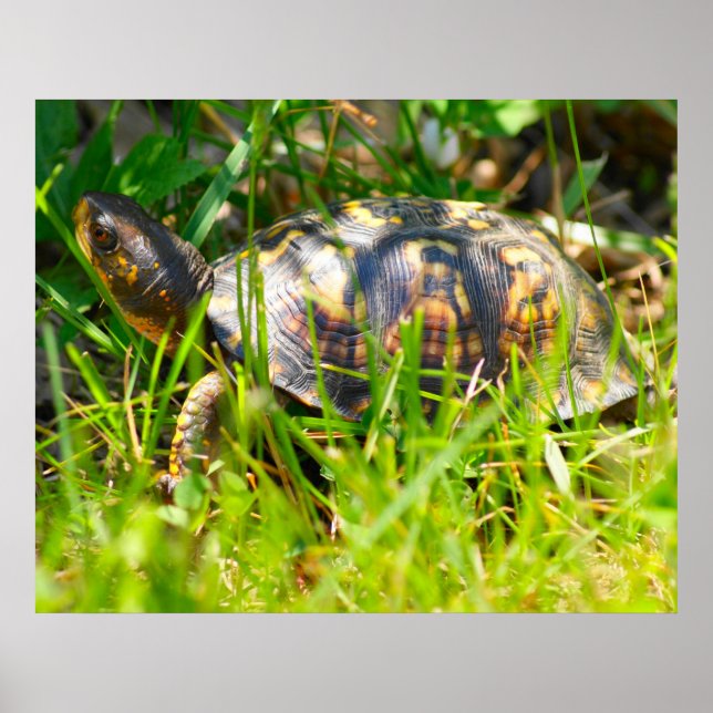 Póster Box Turtle Print (Frente)