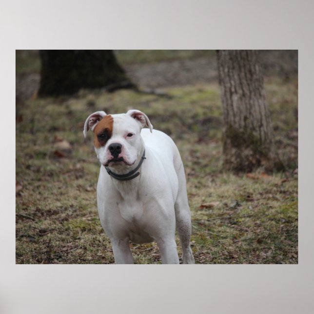 Póster Boxeador (Frente)