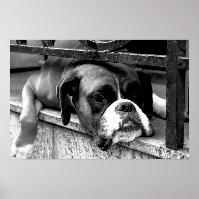 Póster Boxer Dog En Windowsill Wapcn (Frente)