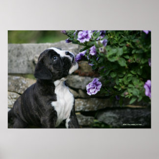 Póster Boxer Dog Panting