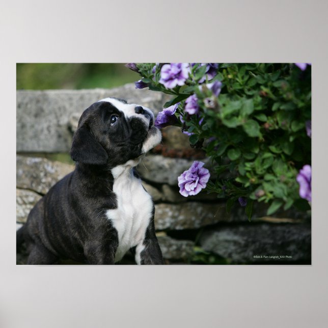Póster Boxer Dog Panting (Frente)