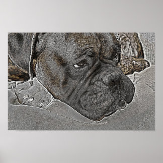 Póster Boxer Dog poster