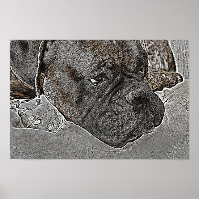 Póster Boxer Dog poster (Frente)