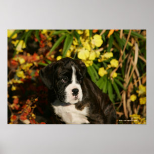 Póster Boxer Puppies