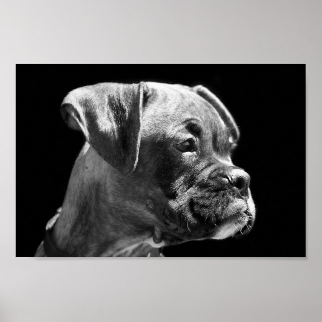 Póster Boxer Puppy Poster (Frente)