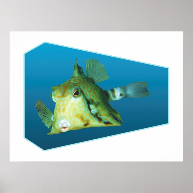 Póster Boxfish - Diseño degradado fondo azul | (Frente)