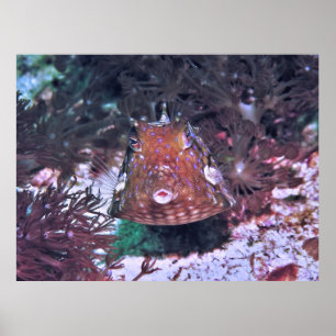 Póster Boxfish en Komodo