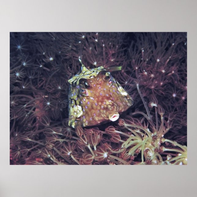 Póster Boxfish in the Coral (Frente)