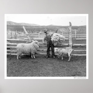 Póster Boy holding up a bundle of wool