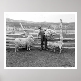Póster Boy holding up a bundle of wool