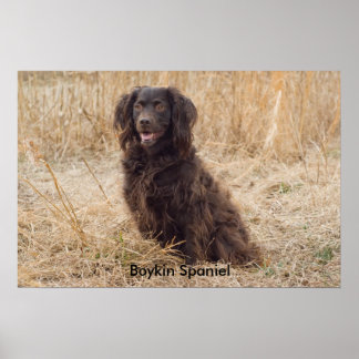 Póster Boykin Spaniel Poster