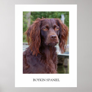 Póster Boykin Spaniel Poster