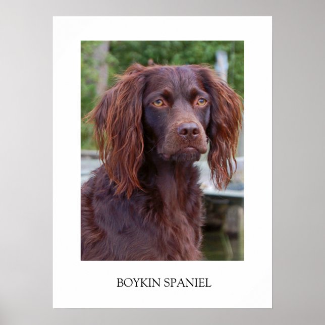 Póster Boykin Spaniel Poster (Frente)