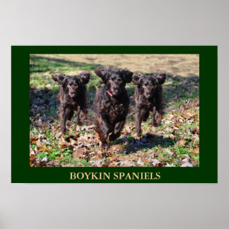 Póster Boykin Spaniels