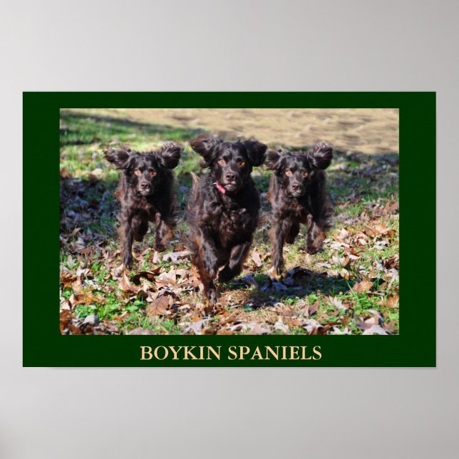 Póster Boykin Spaniels (Frente)