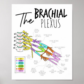 Póster Brachial Plexus