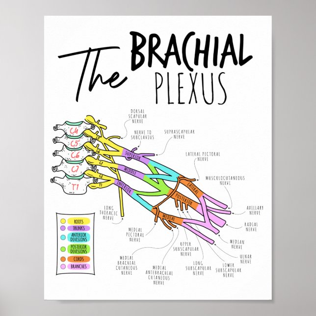 Póster Brachial Plexus (Frente)