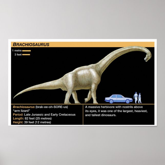 Póster Brachiosaurus - Biología Jurásico (Frente)